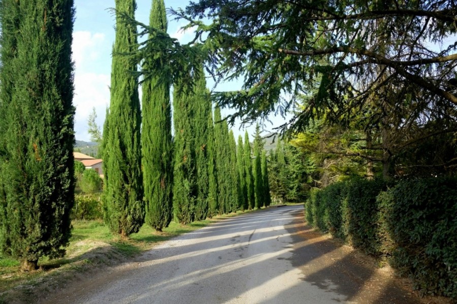 37